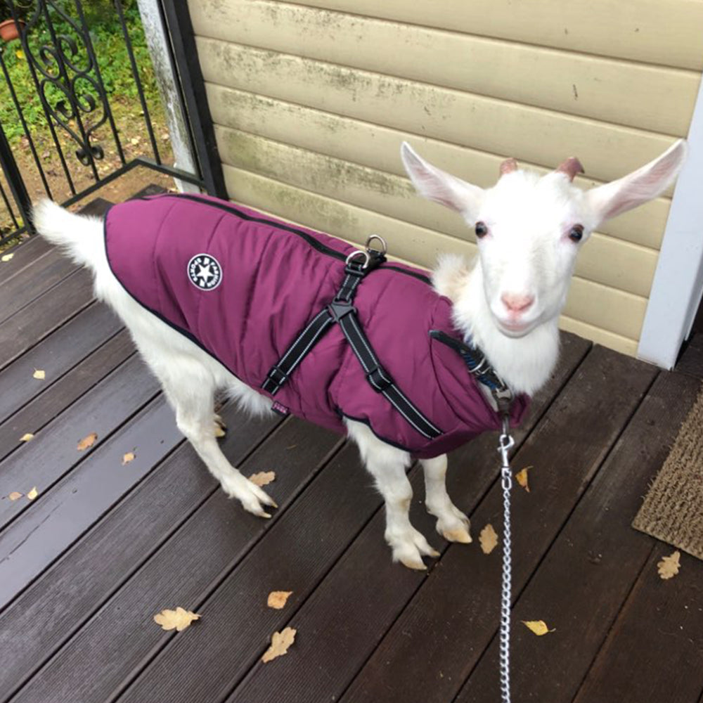 Waterproof Dog Clothes Winter Dog Coat With Harness Warm Pet Clothing Big Dog Jacket Chihuahua Labrador Coat Costume - Uniq Niche